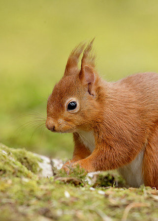 Red Squirrel Sciurus vulgaris