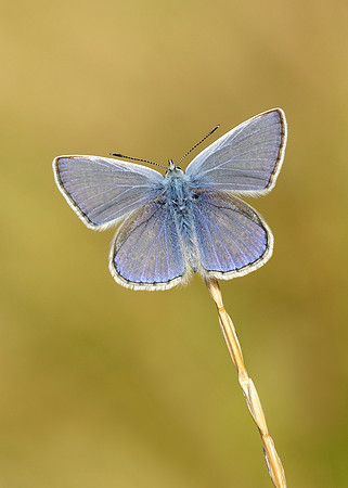 Common Blue Polyommatus icarus