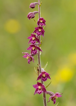 Dark Red Helleborine Epipactis atrorubens