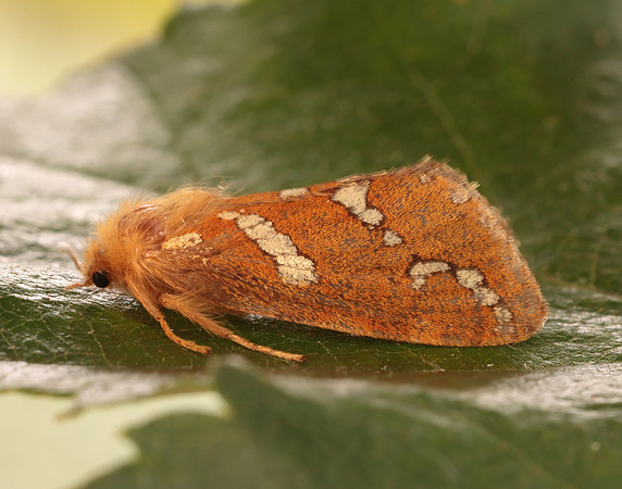 3.004 BF16 Gold Swift Phymatopus hecta