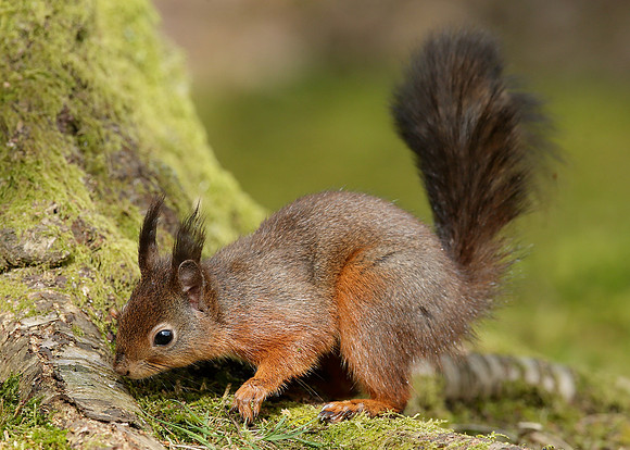 Red Squirrel Sciurus vulgaris