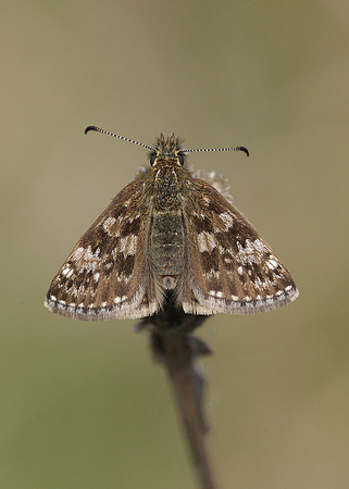 Dingy Skipper Erynnis tages