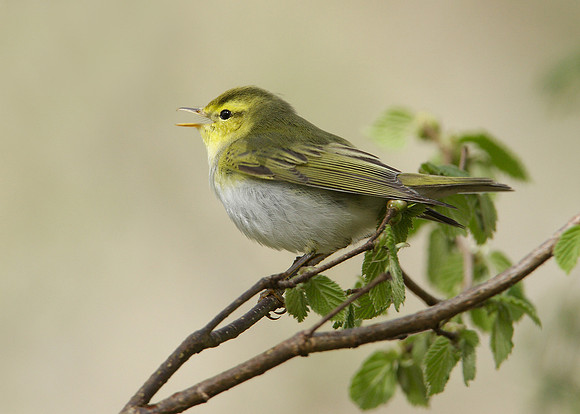 Wood Warbler Phylloscopus sibilatrix