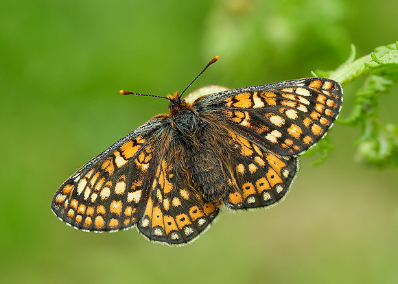 Marsh Fritillary Euphydryas aurinia