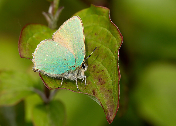 Green Hairstreak Callophrys rubi