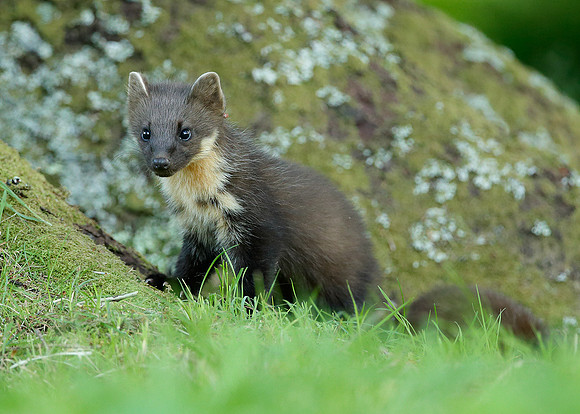 Pine Marten Martes martes