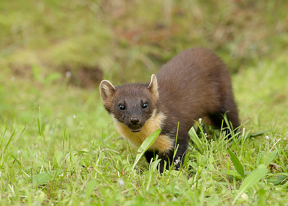 Pine Marten Martes martes