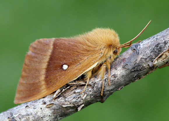 66.007 BF1637 Oak Eggar Lasiocampa quercusercus