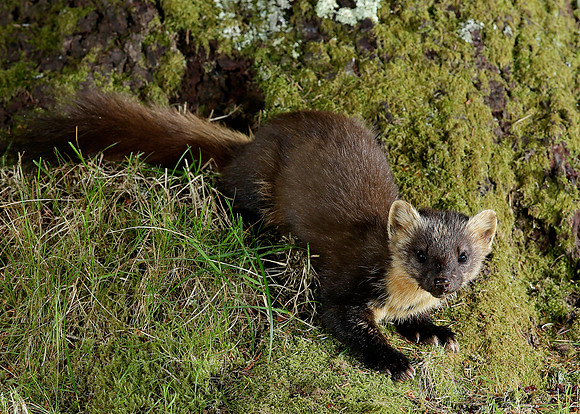 Pine Marten Martes martes
