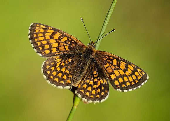Heath Fritillary Melitaea athalia