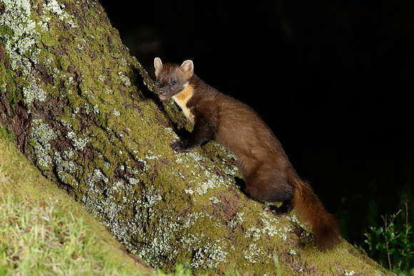 Pine Marten Martes martes