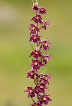 Dark Red Helleborine Epipactis atrorubens