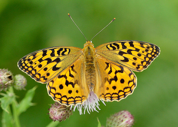 High Brown Fritillary Argynnis adippe