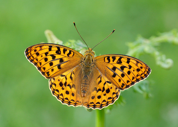 High Brown Fritillary Argynnis adippe