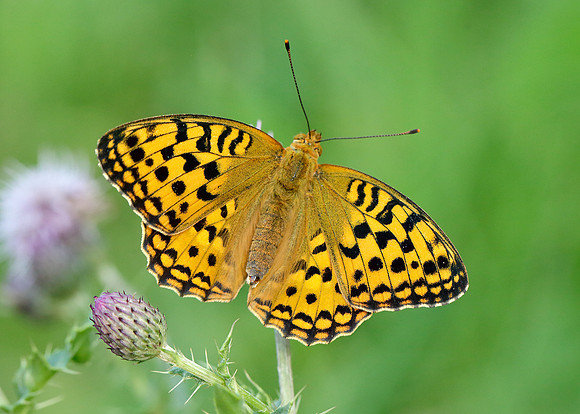 High Brown Fritillary Argynnis adippe