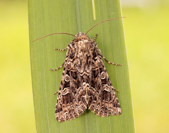 73.286 BF2167 Tawny Shears Hadena perplexa
