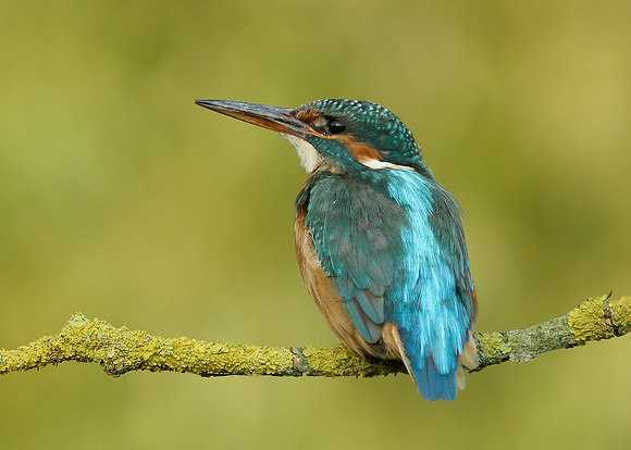 Kingfisher Alcedo atthis
