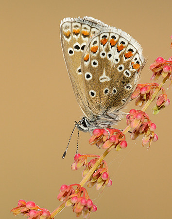 Common Blue Polyommatus icarus