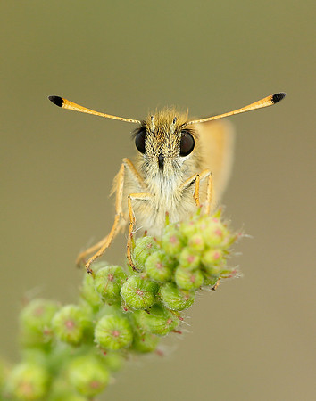 Essex Skipper Thymelicus lineola