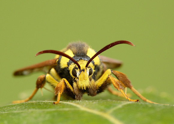 52.002 BF0370 Hornet Moth Sesia apiformis