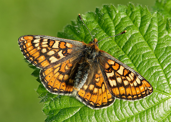 Marsh Fritillary Euphydryas aurinia