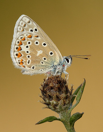Common Blue Polyommatus icarus