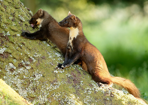 Pine Marten Martes martes