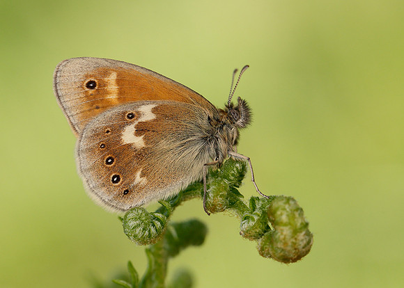 Large Heath Coenonympha tullia polydama