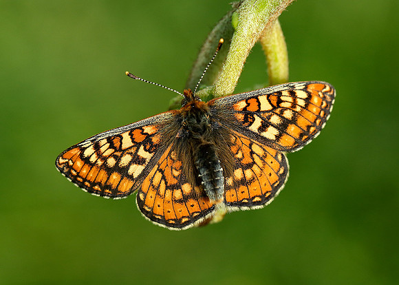 Marsh Fritillary Euphydryas aurinia