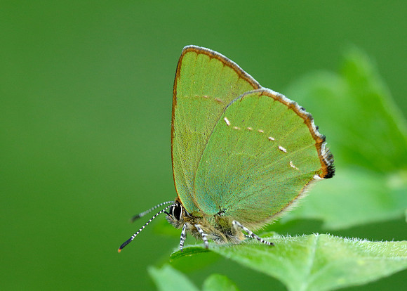Green Hairstreak Callophrys rubi
