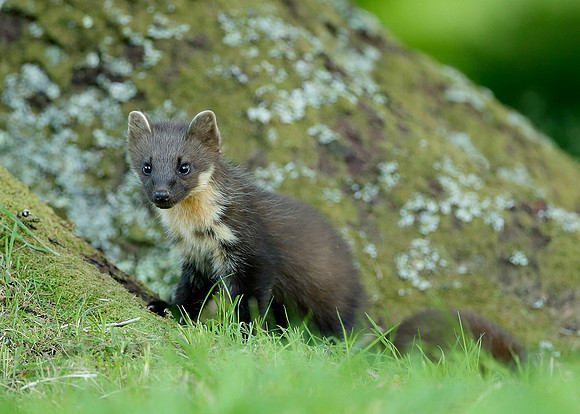 Pine Marten Martes martes