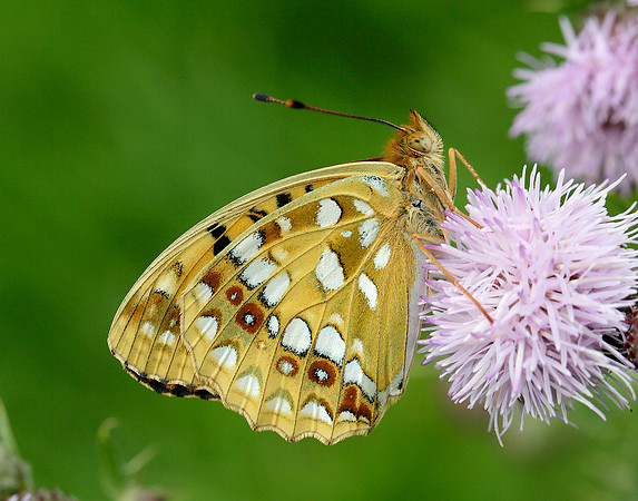 High Brown Fritillary Argynnis adippe