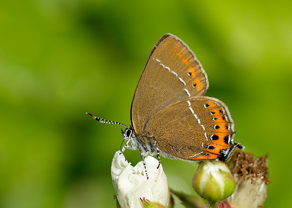 Black Hairstreak Satyrium pruni
