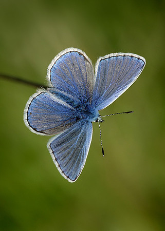 Common Blue Polyommatus icarus
