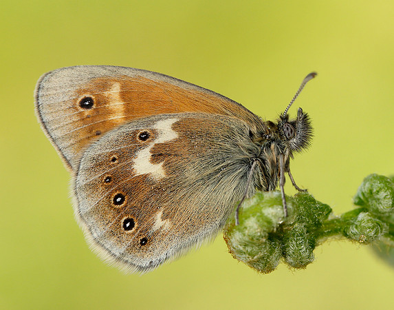Large Heath Coenonympha tullia polydama