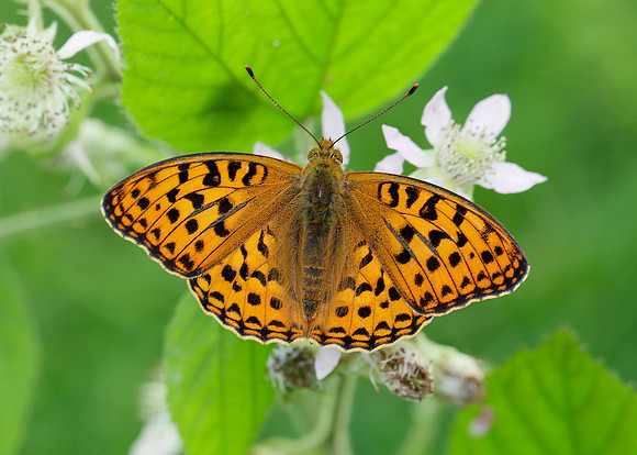 High Brown Fritillary Argynnis adippe