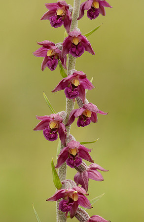 Dark Red Helleborine Epipactis atrorubens
