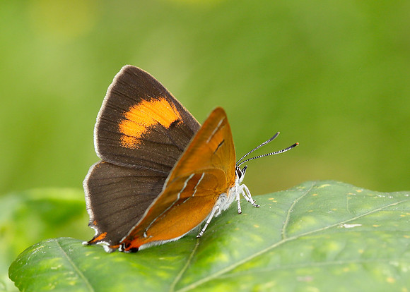 Brown Hairstreak Thecla betulae