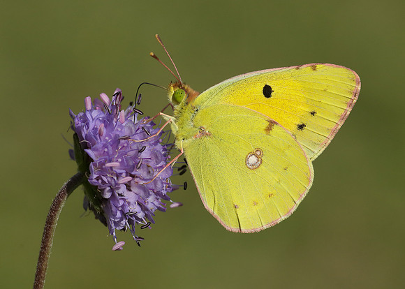 Clouded Yellow Colias croceus