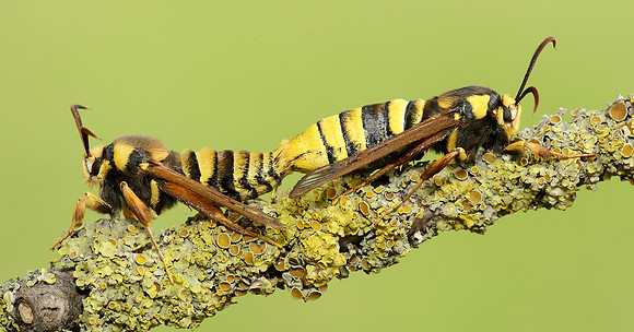 52.002 BF0370 Hornet Moth Sesia apiformis
