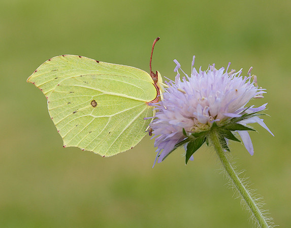 Brimstone Gonepteryx rhamni