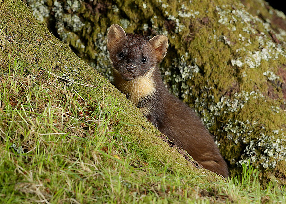 Pine Marten Martes martes