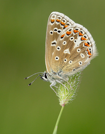 Common Blue Polyommatus icarus
