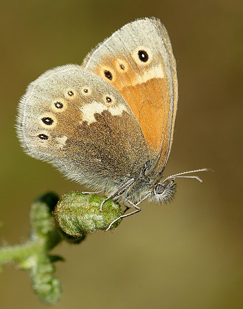 Large Heath Coenonympha tullia polydama