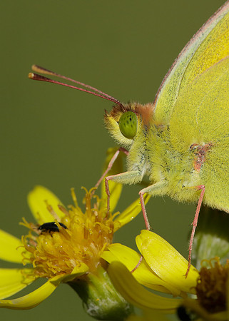 Clouded Yellow Colias croceus