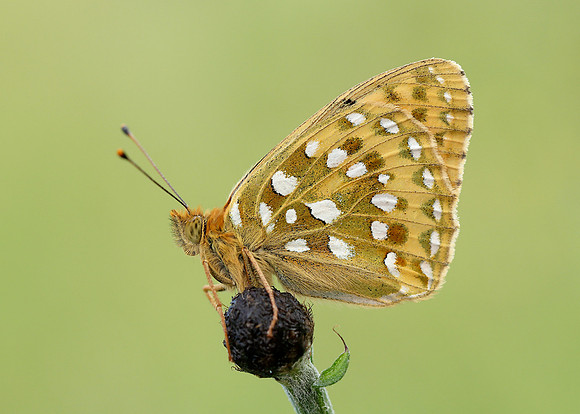 Dark Green Fritillary Argynnis aglaja