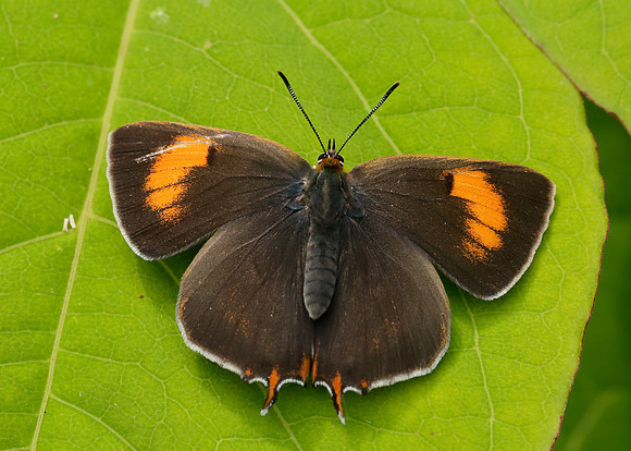 Brown Hairstreak Thecla betulae