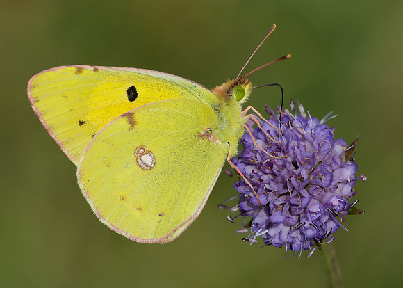 Clouded Yellow Colias croceus