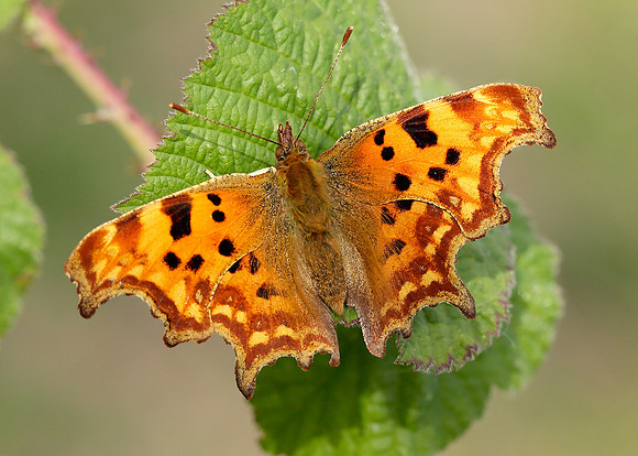 Comma Polygonia c-album