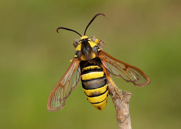 52.002 BF0370 Hornet Moth Sesia apiformis